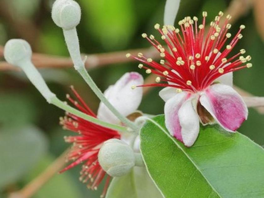 Feijoa Villa Saint-Gely-du-Fesc Eksteriør billede